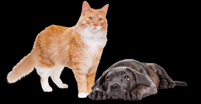 Laslo — Saúde Animal & Veterinário